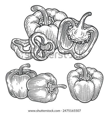 Set of Hand Drawn Bell Pepper, Engraving Style Vector Illustration