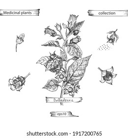 Set hand drawn of Belladonna, lives and flowers in black color isolated on white background. Retro vintage graphic design. Botanical sketch drawing, engraving style. Vector illustration.