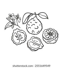 Set of hand drawn bergamot fruit