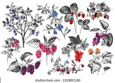Set of hand drawn berries branches with color accents. Plants with ripe berries and flowers. Vector illustration