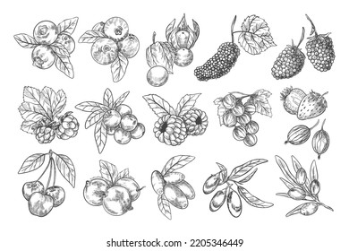 Set of Hand Drawn Berries Illustration