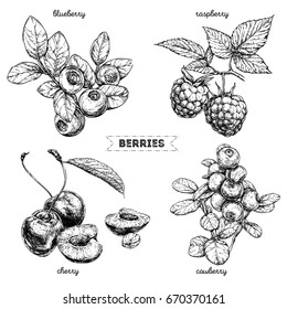 Set of hand drawn berries isolated on white background. Raspberry, blueberry, cherry, cowberry on white background.  Fruit botany illustration. 