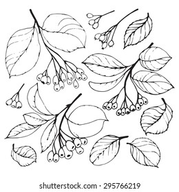 Set of hand drawn berries and leaves. Black and white.