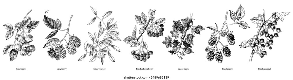 Set of hand drawn berry branches