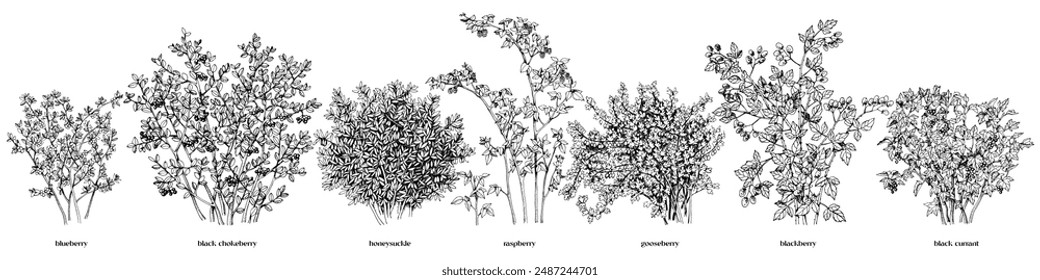 Set of hand drawn berry bushes