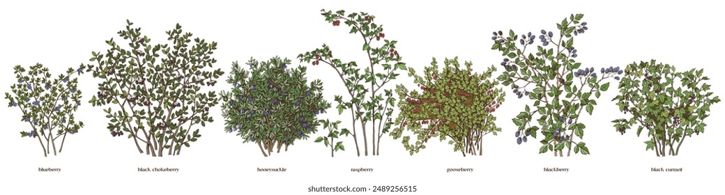 Set of hand drawn berry bushes