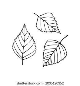 Set of hand drawn birch leaf outline. Line art style isolated on white background.