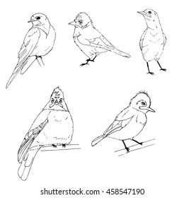 Set of hand drawn birds, ink illustration. Vector monochrome freehand ink drawn backdrop