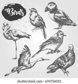 Set of Hand drawn birds sketch isolated on white background. Puffin, Flamingo, stork, dove sketch elements vector illustration.