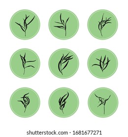 Juego de ramas negras dibujadas a mano sobre fondo verde. Ramas elegantes. Ilustración vectorial. Plantas aisladas. Elementos de diseño para la tienda orgánica, producto ecológico y ecológico, tienda de flores.