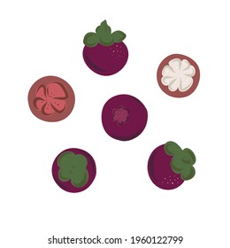 Set of hand drawn black line ink mangosteen tropical fruit. Fresh organic food. Vector illustration with sketch