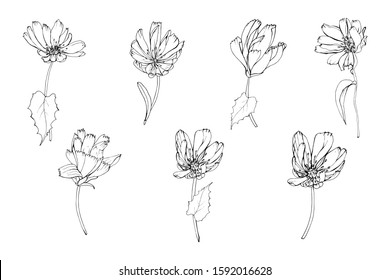 Set of hand drawn black outline flowers Chicory and leaves isolated on white. Vector stock illustration.