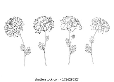 Set Of Hand Drawn Black Outline Flowers Chrysanthemum On Stem And Leaves Isolated On White. Vector Stock Illustration.