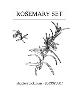 Set of hand drawn black silhouette rosemary branches with flowers.  Herbs and Spices Collection Rosemary sketch.