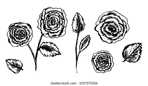 Set handgezeichnete schwarzsketch-Rosenblumen