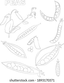 Set of hand drawn black and white illustrations of pea pods. Organic vegetarian product. Peas set is applicable for restaurant menu or packaging, label, poster, print.