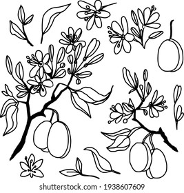 Set of hand drawn black and white plum branches with graphic fruits and flowers. Stock vector illustration