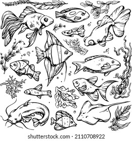 Set of hand drawn black and white fish and seaweed. Underwater world drawing for background and pattern.