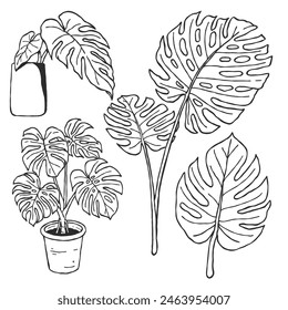 a set of hand drawn black and white tropical plants line art illustration 