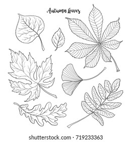 Set of hand drawn black and white autumn falling leaves - rowan, chestnut, oak, aspen, maple, gingko, sketch style vector illustration isolated on white background. Hand drawn, outlined autumn leaves