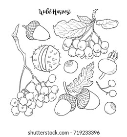 Set of hand drawn black and white autumn, fall fruits and berries, sketch vector illustration isolated on white background. Hand drawn autumn, fall wild harvest, fruits and berries