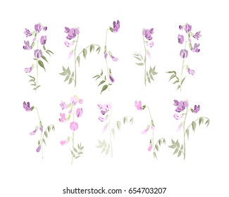 set of hand drawn blooming branch of pebble-vetch (Vicia Sativa), isolated in white