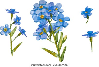 Satz von handgezeichneten Blauen Vergissmeinnicht-Blumen in Aquarell einzeln auf weißem Hintergrund, Vektorwasserfarbe.EPS 10. Vergiss mich nicht Blumenclipart, einzelne Vektorgrafik. Skorpiongräser