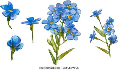 Satz von handgezeichneten Blauen Vergissmeinnicht-Blumen in Aquarell einzeln auf weißem Hintergrund, Vektorwasserfarbe.EPS 10. Vergiss mich nicht Blumenclipart, einzelne Vektorgrafik. Skorpiongräser