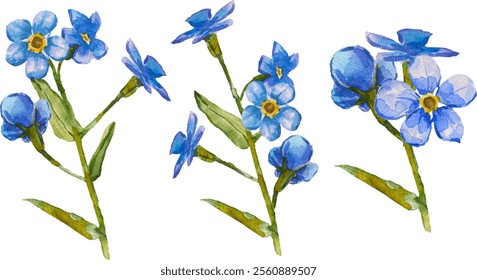 Satz von handgezeichneten Blauen Vergissmeinnicht-Blumen in Aquarell einzeln auf weißem Hintergrund, Vektorwasserfarbe.EPS 10. Vergiss mich nicht Blumenclipart, einzelne Vektorgrafik. Skorpiongräser