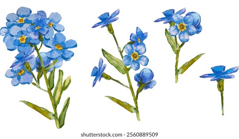 Satz von handgezeichneten Blauen Vergissmeinnicht-Blumen in Aquarell einzeln auf weißem Hintergrund, Vektorwasserfarbe.EPS 10. Vergiss mich nicht Blumenclipart, einzelne Vektorgrafik. Skorpiongräser