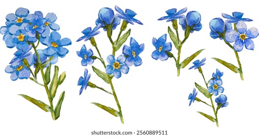 Satz von handgezeichneten Blauen Vergissmeinnicht-Blumen in Aquarell einzeln auf weißem Hintergrund, Vektorwasserfarbe.EPS 10. Vergiss mich nicht Blumenclipart, einzelne Vektorgrafik. Skorpiongräser