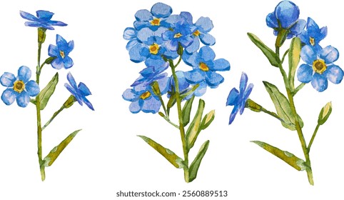 Satz von handgezeichneten Blauen Vergissmeinnicht-Blumen in Aquarell einzeln auf weißem Hintergrund, Vektorwasserfarbe.EPS 10. Vergiss mich nicht Blumenclipart, einzelne Vektorgrafik. Skorpiongräser