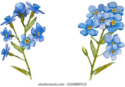 Satz von handgezeichneten Blauen Vergissmeinnicht-Blumen in Aquarell einzeln auf weißem Hintergrund, Vektorwasserfarbe.EPS 10. Vergiss mich nicht Blumenclipart, einzelne Vektorgrafik. Skorpiongräser