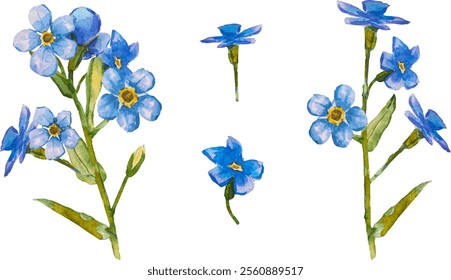 Satz von handgezeichneten Blauen Vergissmeinnicht-Blumen in Aquarell einzeln auf weißem Hintergrund, Vektorwasserfarbe.EPS 10. Vergiss mich nicht Blumenclipart, einzelne Vektorgrafik. Skorpiongräser