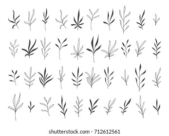 Set of hand drawn botanical decorative design elements, vector illustration. Foliage, branches, leaves. 