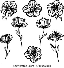 Set of hand drawn botanical doodle.  Flowers vector illustration in black outline on white background