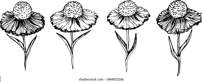 Set of hand drawn botanical doodle.  Flowers vector illustration in black outline on white background