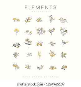 Set of hand drawn botanical elements vector