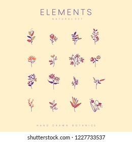 Set of hand drawn botanical elements vector