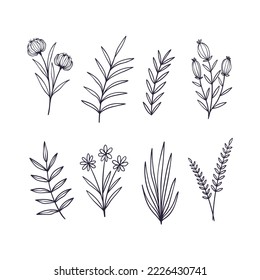 Set of hand drawn botanical flower elements. Vector illustration isolated on white background