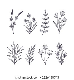 Set of hand drawn botanical flower elements. Vector illustration isolated on white background