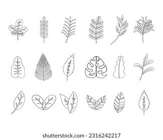 Conjunto de hierbas botánicas dibujadas a mano y diseño de vectores decorativos de hojas