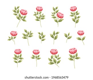 Set of hand drawn botanical peony flowers and leaf elements