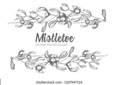 Set of hand drawn botanical sketch mistletoe branches. Vintage style. Traditional christmas decoration. For design holiday card, invitation, poster, banner. Vector illustration