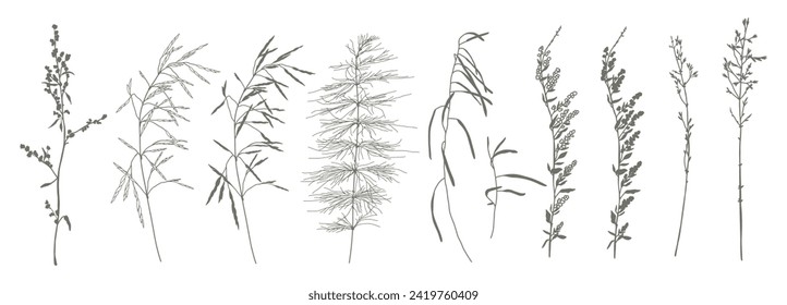 Conjunto de hierbas botánicas y flores dibujadas a mano. Elementos de la planta de diseño en estilo de arte lineal. Ilustración del vector aislada en fondo blanco