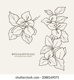 Set of hand drawn bougainvillea branches svg