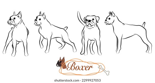Set of hand drawn Boxer dog doodle. Collections poses in free hand drawing vector illustration style on white background.