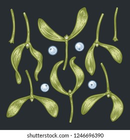 Set of hand drawn branches and berries of mistletoe, engraved botanical decor. Vintage sketch illustration for greeting card, banner, website and holiday decor.
