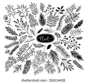 Set of hand drawn branches. Ink illustration. Decorative plants and flowers collection. Hand drawn vintage vector design element. Elements for your design