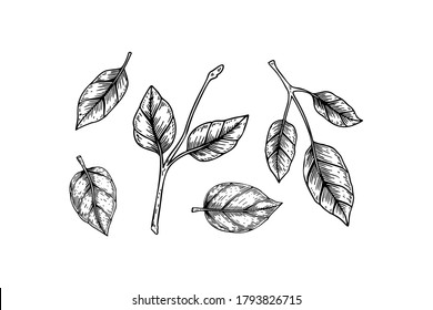 Set of hand drawn branches and leaves isolated on white background. Vector illustration in sketch style